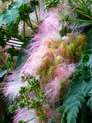 Albizia seed 